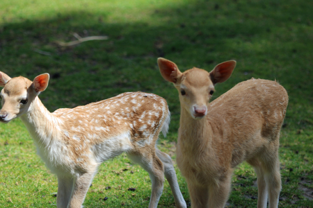 Fallow deer calfsの写真素材