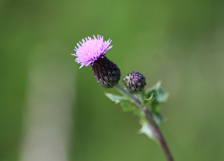 Creeping thistle (Cirsium arvense)の写真素材