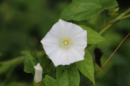 Hedge bindweed