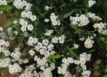 Tanacetum partheniumの写真素材