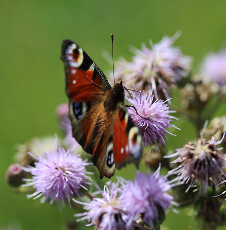 European peacock butterflyの写真素材