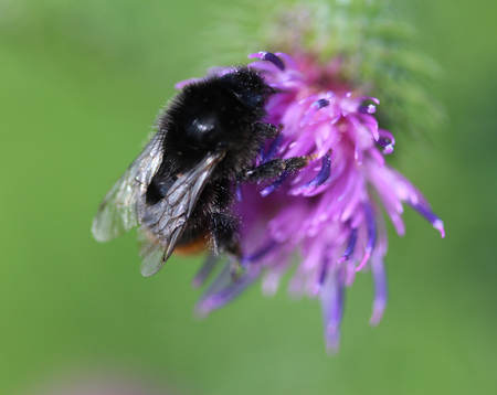 Red-tailed bumblebee (Bombus lapidarius)の写真素材