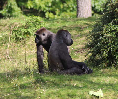 western lowland gorilla (Gorilla gorilla gorilla)