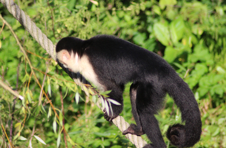 white headed capuchin (Cebus capucinus) climbing