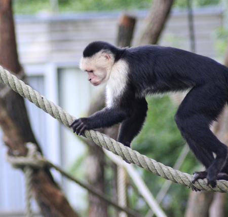 white headed capuchin (Cebus capucinus) climbingの写真素材