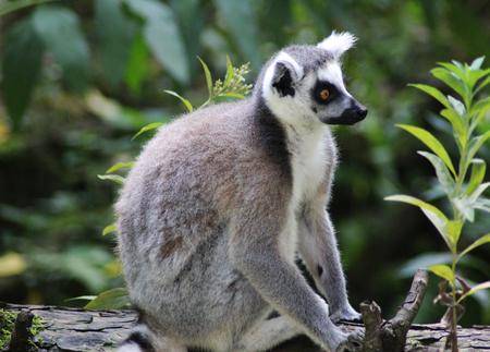 ring tailed lemur monkey (Lemur catta) in tree