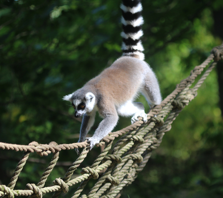 ring tailed lemur monkey (Lemur catta) climbing