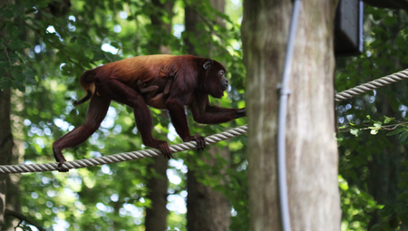 Venezuelan red howler monkey (Alouatta seniculus) climbing