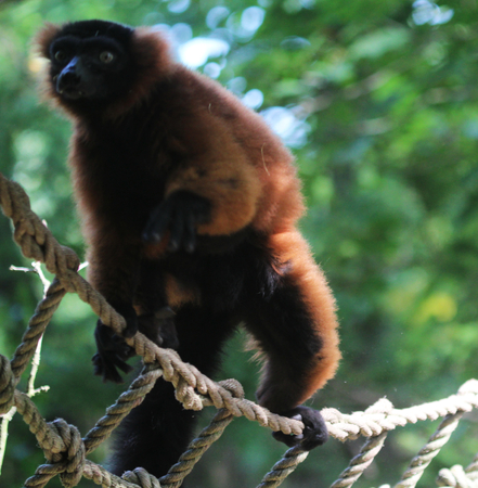 red ruffed lemur (Varecia rubra)