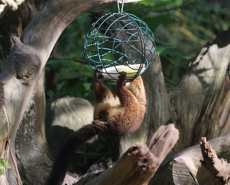 red bellied lemur (Eulemur rubriventer)