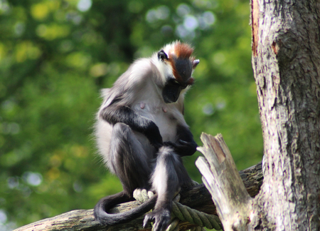collared mangabey (Cercocebus torquatus)の写真素材