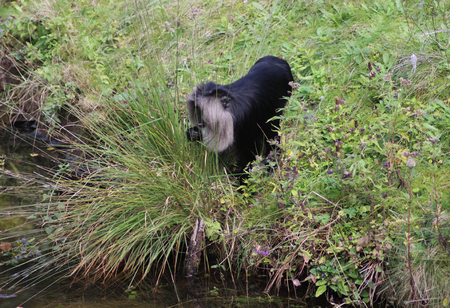 lion tailed macaque (Macaca silenus)の写真素材