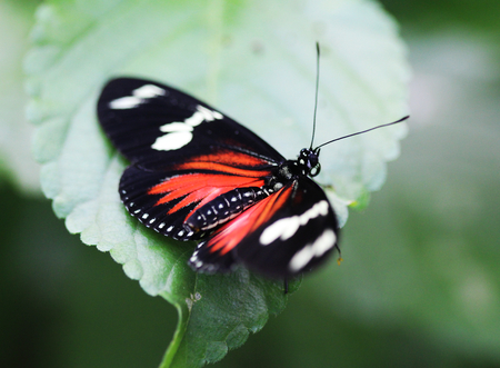 doris longwing butterfly (Laparus doris)の写真素材
