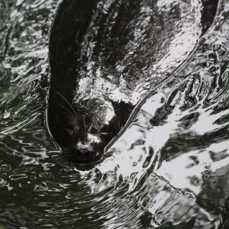 Ladoga ringed seal (Pusa hispida ladogensis) swimming in seaの写真素材