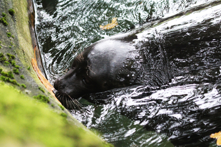 Ladoga ringed seal (Pusa hispida ladogensis) swimmingの写真素材