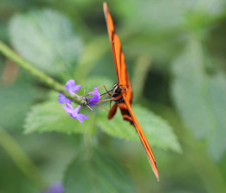 Close up macro banded orange heliconian butterfly (Dryadula phaetusa) on flower