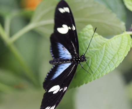 Close up macro Sara longwing butterfly (Heliconius sara)