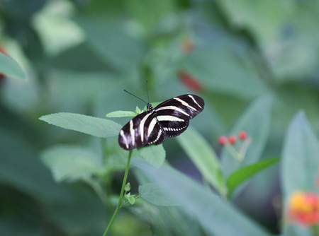zebra longwing butterfly (Heliconius charithonia)の写真素材