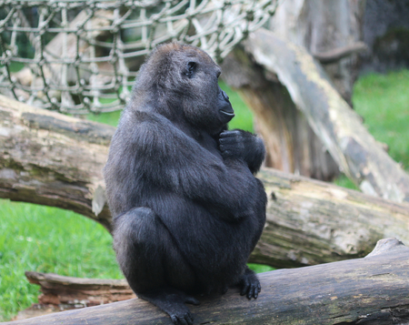 Group western lowland gorilla (Gorilla gorilla gorilla)
