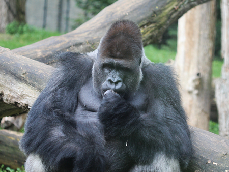 Group western lowland gorilla (Gorilla gorilla gorilla)の写真素材