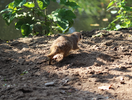 meerkat or suricate (Suricata suricatta)の写真素材