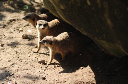 meerkat or suricate (Suricata suricatta)の写真素材