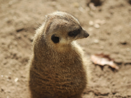 meerkat or suricate (Suricata suricatta)の写真素材
