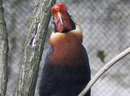 rufous hornbill (Buceros hydrocorax) in tree