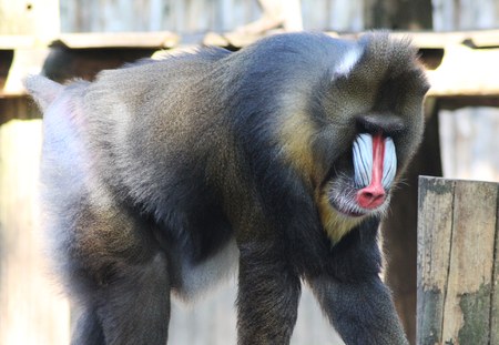 Mandrill (Mandrillus sphinx)