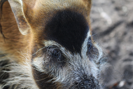 red river hog (Potamochoerus porcus)の写真素材