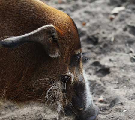 red river hog (Potamochoerus porcus)の写真素材