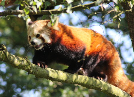 cute small red panda bear (Ailurus fulgens)