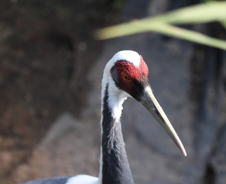 white naped crane (Antigone vipio)の写真素材