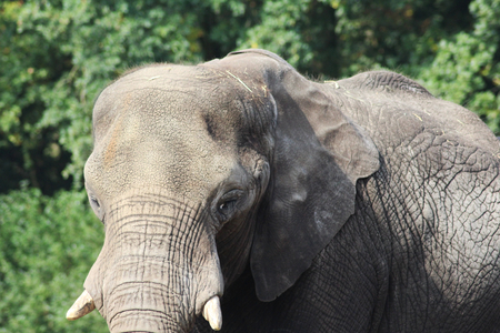 African bush elephant (Loxodonta africana) in zoo