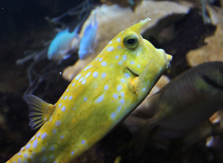 longhorn cowfish (Lactoria cornuta)の写真素材