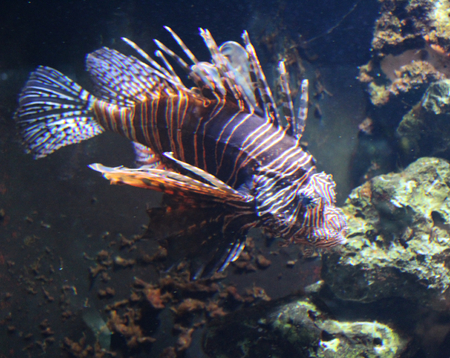 Red lionfish (Pterois volitans)