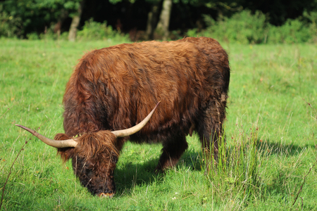 Highland cattle on grass land