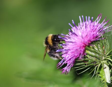 close up of the heath humble-bee or small heath bumblebee, Bombus jonellusの写真素材