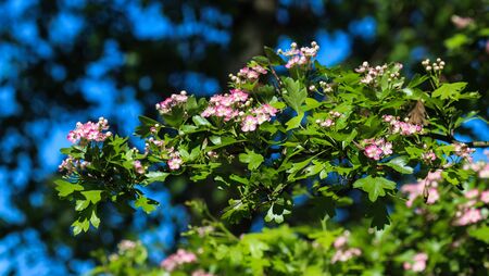 close up of pink flower of midland hawthorn, English hawthorn (Crataegus laevigata) blooming in springの写真素材