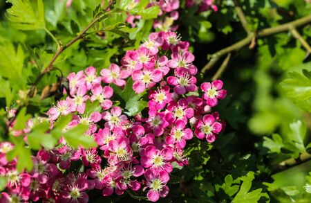 close up of pink flower of midland hawthorn, English hawthorn (Crataegus laevigata) blooming in springの写真素材