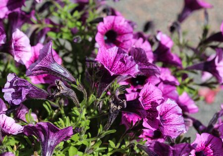 close up of Garden petunia hybrid (Petunia Ã atkinsiana) in garden, blooming in springの写真素材