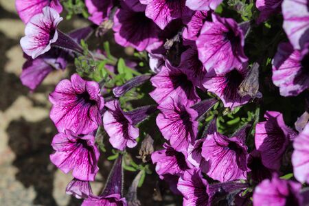 close up of Garden petunia hybrid (Petunia Ã atkinsiana) in garden, blooming in springの写真素材