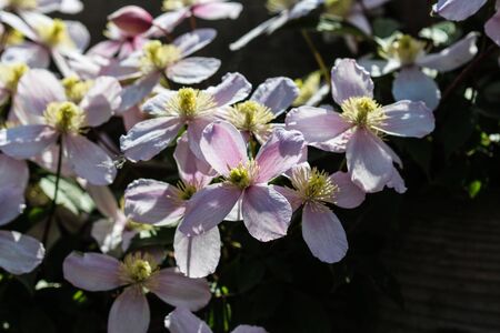 Close up macro of Himalayan Clematis flower (Clematis montana) blooming in gardenの写真素材