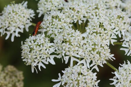 close up of Heracleum sphondylium, commonly known as hogweed, common hogweed or cow parsnipの写真素材