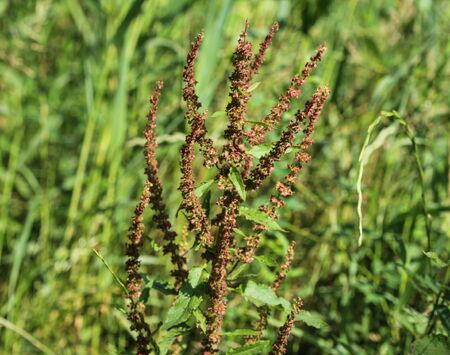 close up of Rumex obtusifolius, commonly known as bitter dock, broad leaved dock, bluntleaf dock, or...