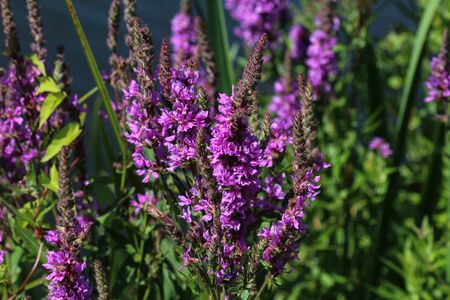 close up of Lythrum salicaria flower blooming, common names are purple loosestrife, spiked loosestrife, or purple lythrumの写真素材