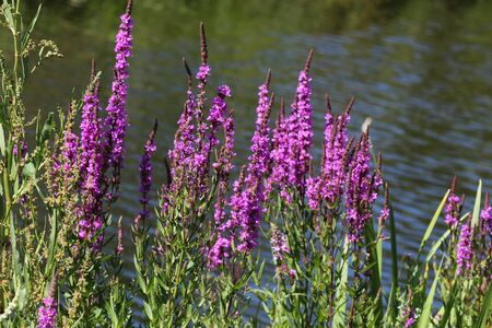 close up of Lythrum salicaria flower blooming, common names are purple loosestrife, spiked...