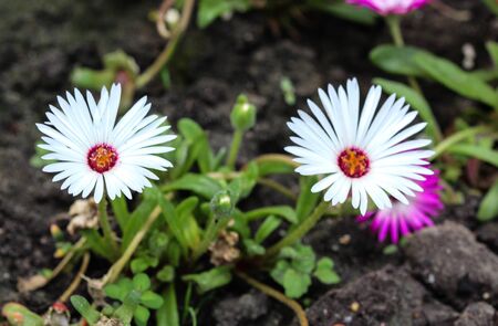 Close up of Dorotheanthus bellidiformis, commonly called Livingstone daisy or Bokbaaivygie, blooming in springの写真素材