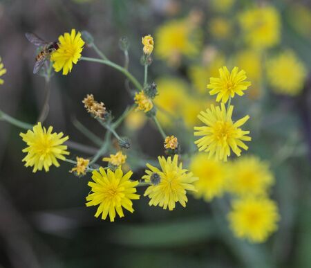 close up of smooth hawksbeard, Crepis capillaris, blooming in the summer seasonの写真素材