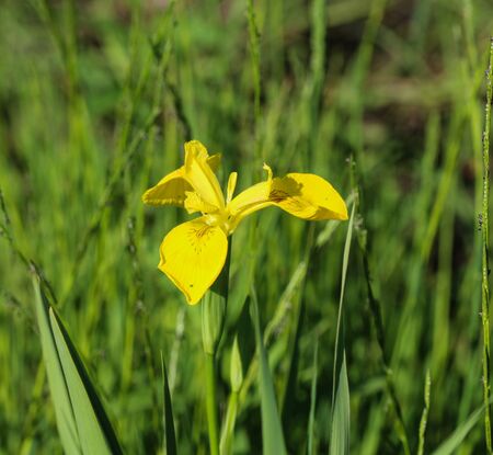 Close up of yellow flag, yellow iris or water flag (Iris pseudacorus) flower blooming in spring